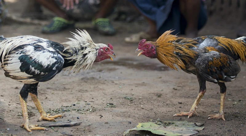 Popular Cockfighting Types Of Play In 18JL
