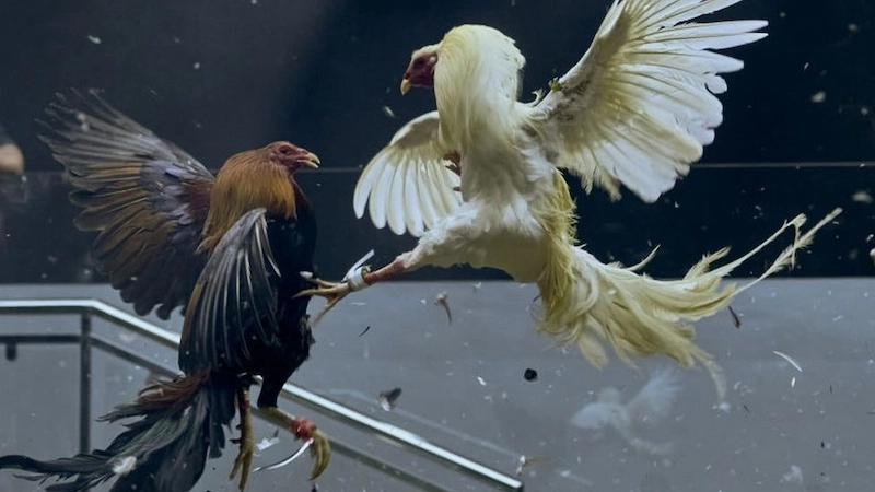 18JL -Cockfighting Game Introduction
