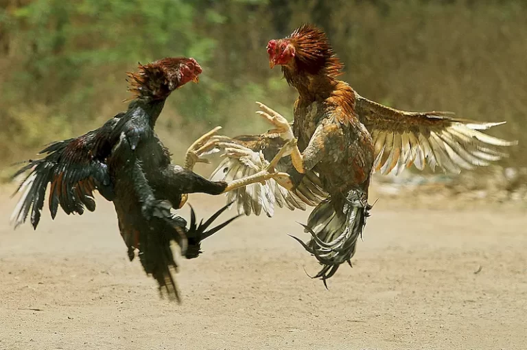 Instructions for Online Cockfighting Betting on 18JL