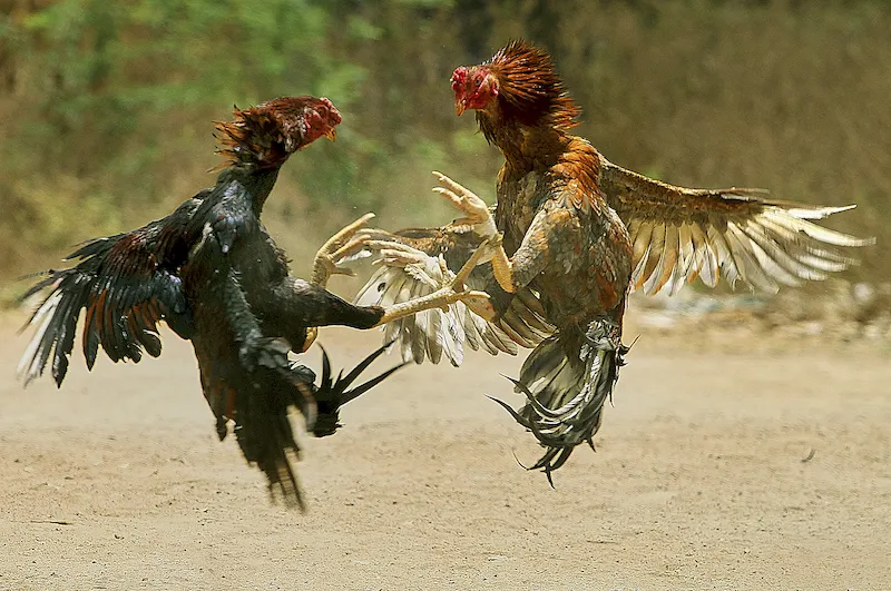 Why Many People Participate in Online Cockfight Betting at 18JL